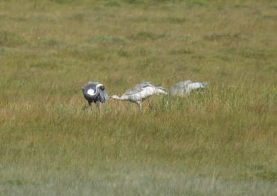White-naped Crane 