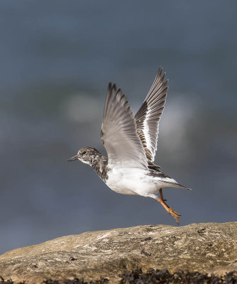 Turnstone 