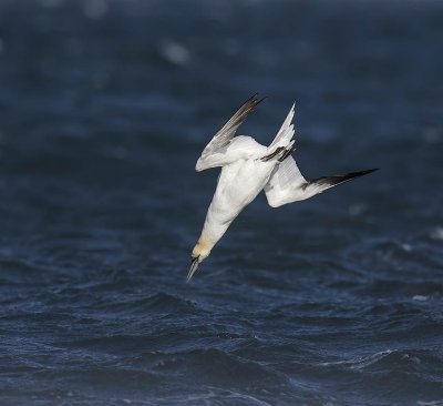 Gannet 