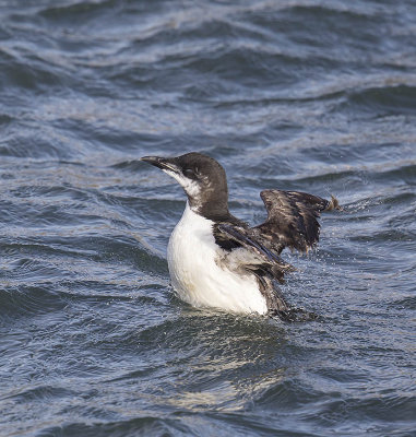 Brunnichs Guillemot 