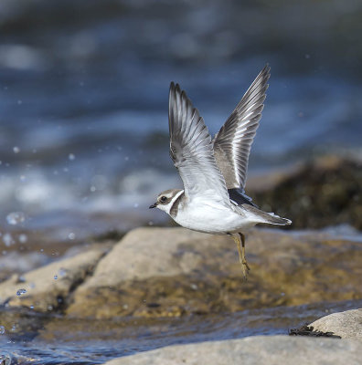 Ringed Plover (1st winter)