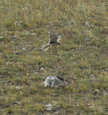 Kestrel 