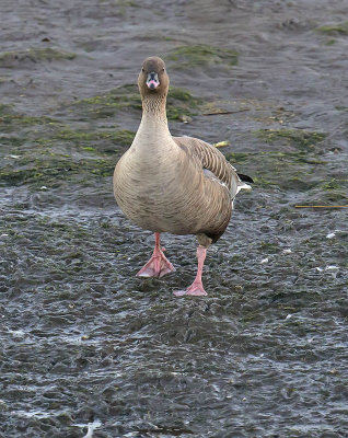 Pink-footed Goose 