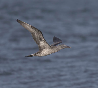 Gannet  (juvenile)