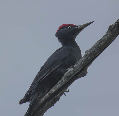 Black Woodpecker 