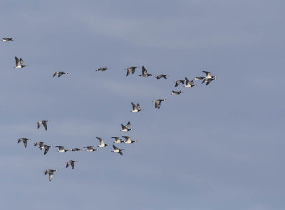 Barnacle Geese 