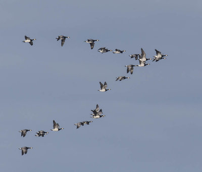 Barnacle Geese 