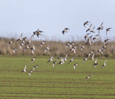 Golden Plover 