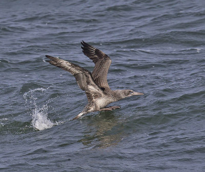 Gannet 