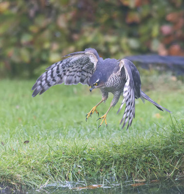Sparrowhawk 