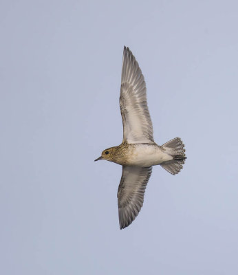 Golden Plover