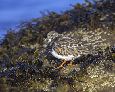 Turnstone 