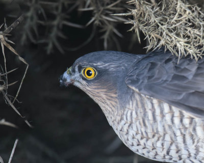 Sparrowhawk 