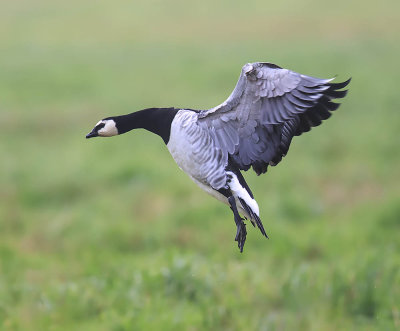 Barnacle Goose 