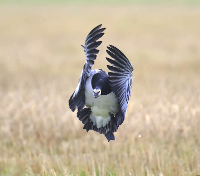 Barnacle Goose 