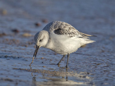 Sanderling 
