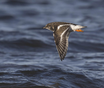 Turnstone 