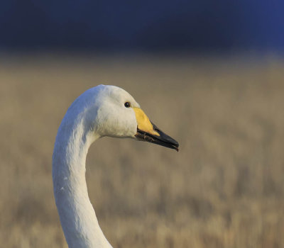 Whooper Swan 