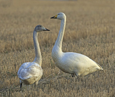 Whooper Swans (juvenile and adult)