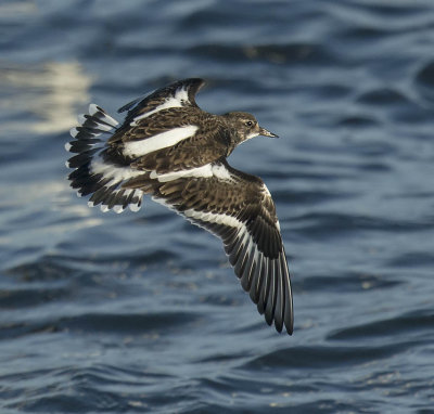 Turnstone 