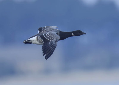 Pale-bellied Brent Goose 