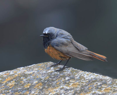 Eastern Black Redstart