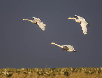 Whooper Swans