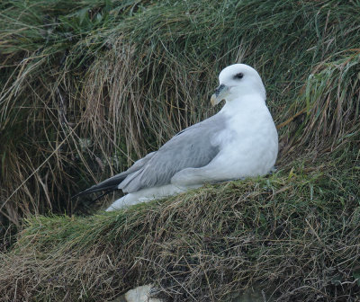 Fulmar 