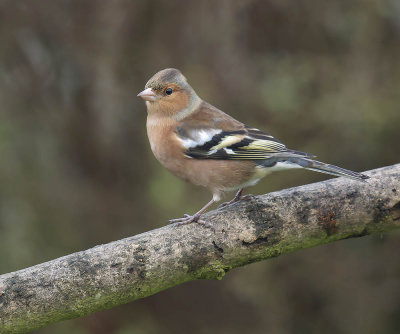 Chaffinch