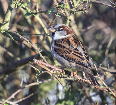 House Sparrow 
