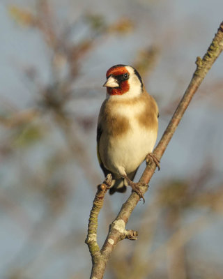 Goldfinch 