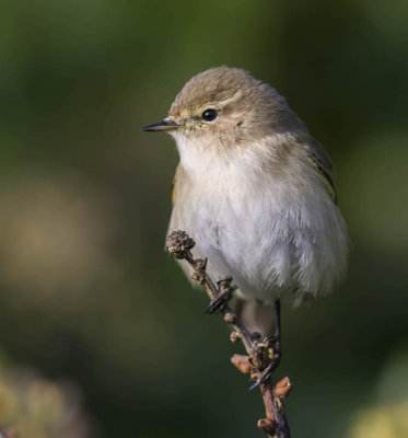 Siberian Chiffchaff 
