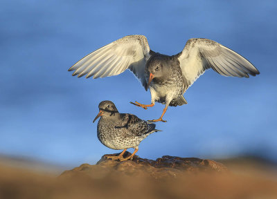 Purple Sandpiper 