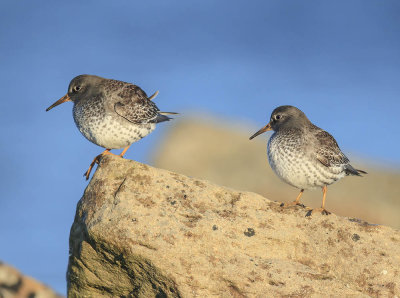 Purple Sandpipers