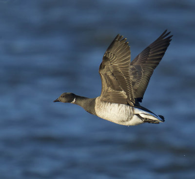 Pale-bellied Brent 