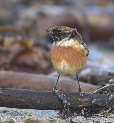 Stonechat 