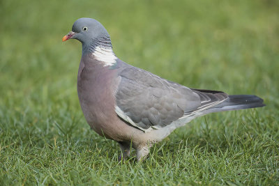 Wood Pigeon 