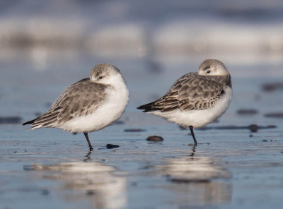 Sanderlings 