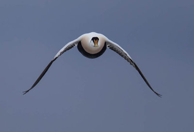 Eider