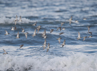 Purple Sandpipers