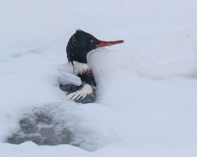 Red-breasted Merganser 