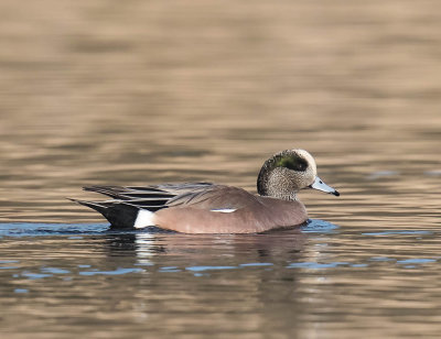 American Wigeon