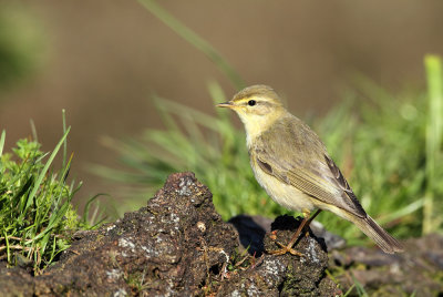 Dagje vogelhut Lemelerberg 16-4-2014