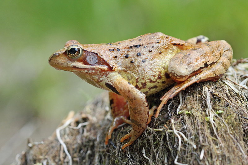 Common frog Rana temporaria sekulja_MG_0484-111.jpg