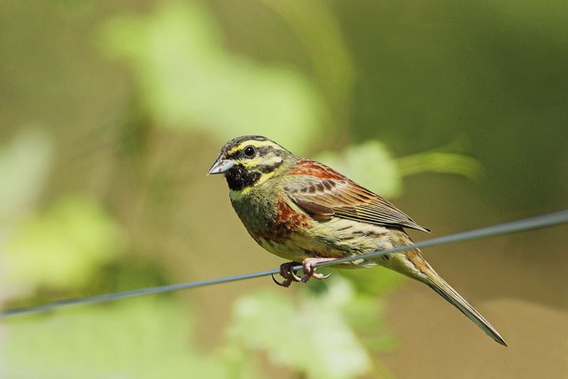 Cirl bunting Emberiza cirlus plotni strnad_MG_96151-111.jpg