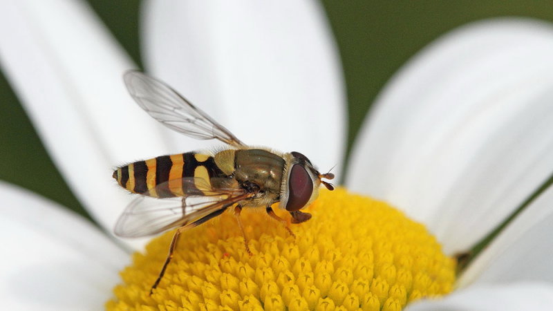 Hoverfly muha trepetavka_MG_9967-111.jpg