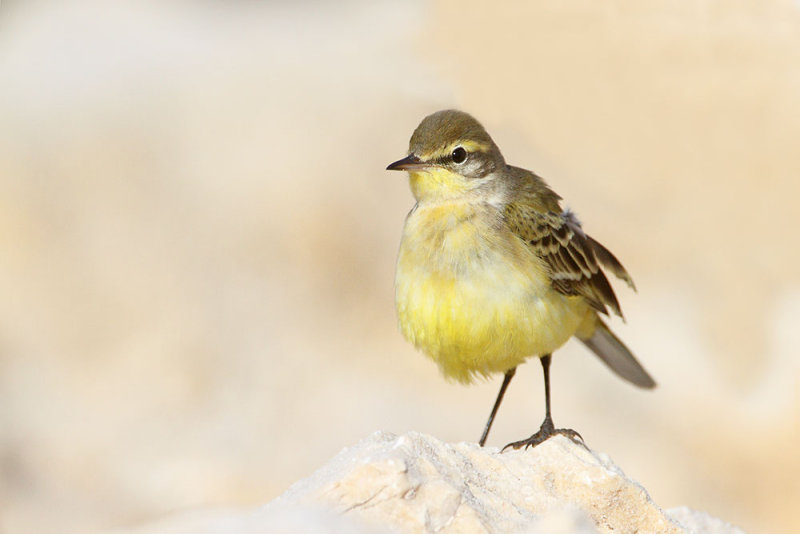 Yellow wagtail Motacilla flava rumena pastirica_MG_8841-111.jpg