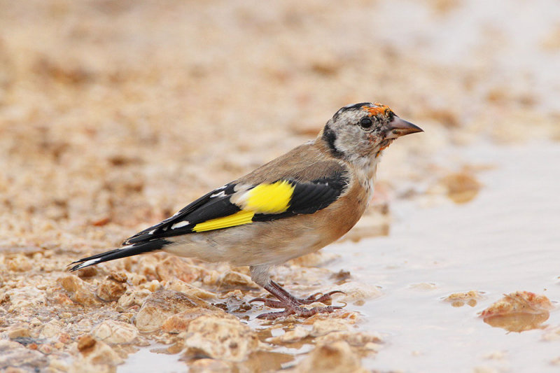 Goldfinch Carduelis carduelis liček_MG_9221-111.jpg