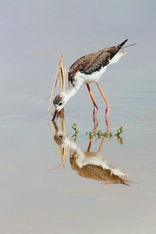 Young black-winged stilt Himantopus himantopus mlad polojnik_MG_9446-111.jpg