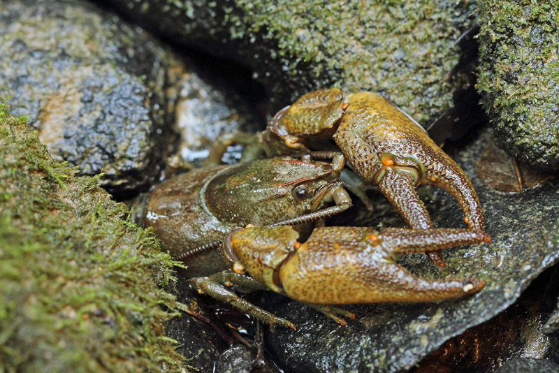  Stone crayfish Austropotamobius torrentium kočak_MG_01141-111.jpg